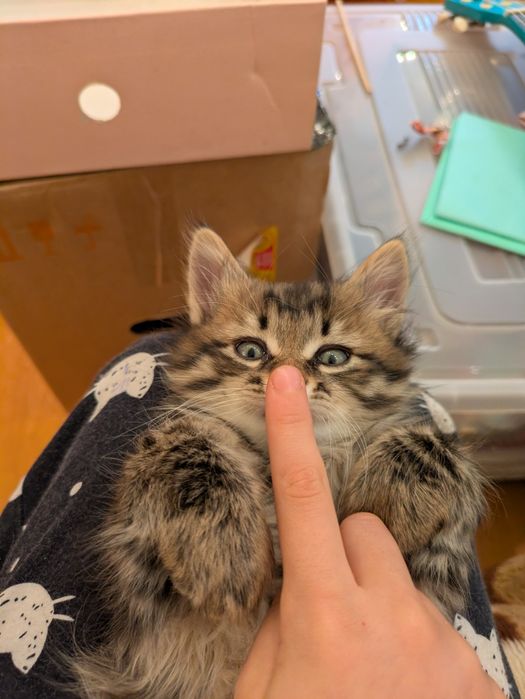 Котята курильский бобтейл