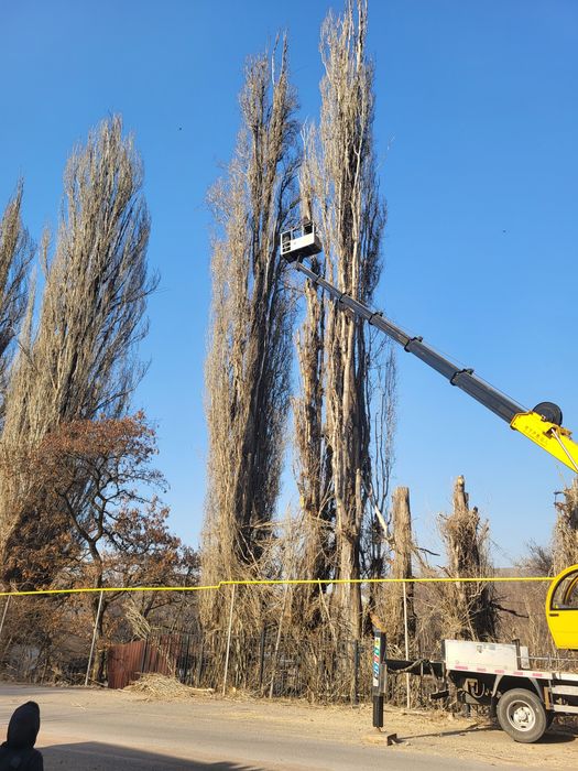 Спил деревьев обрезка плодовых деревьев