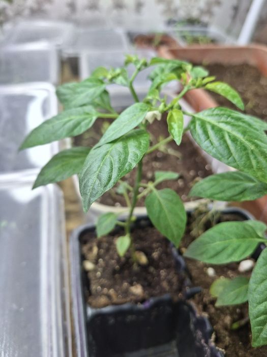 Острый перчик.Рассада