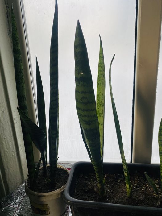 Продам щучий хвост