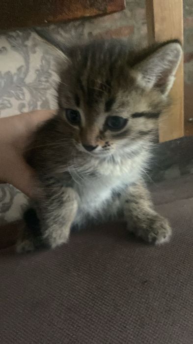 Котята домашние девочки