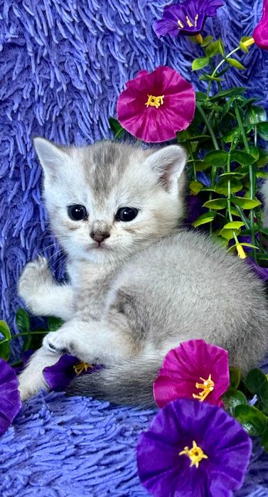 шиншиллы малыши плюшки