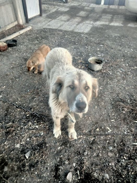 Кавказская овчарка, собака