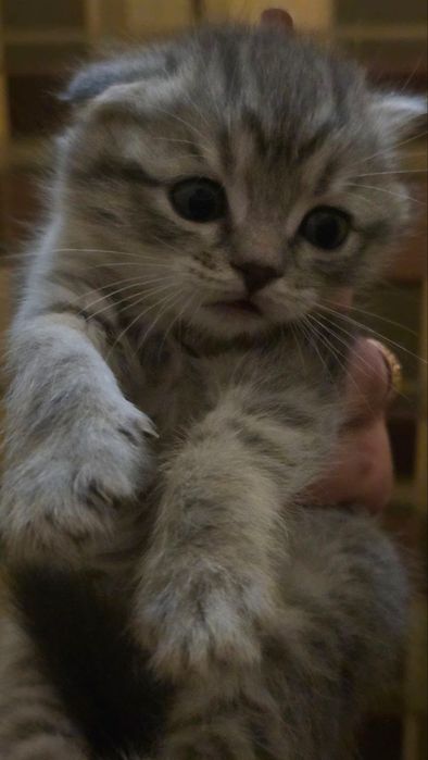 Котенок мушук мушукча пишак породистый зотли