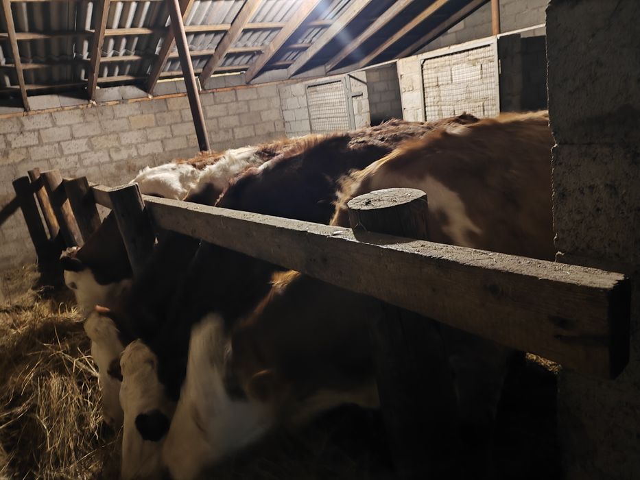 Продам коров сементалы