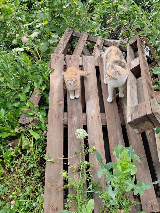 Котята в добрые руки