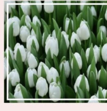 Тюльпаны к 8 Марта