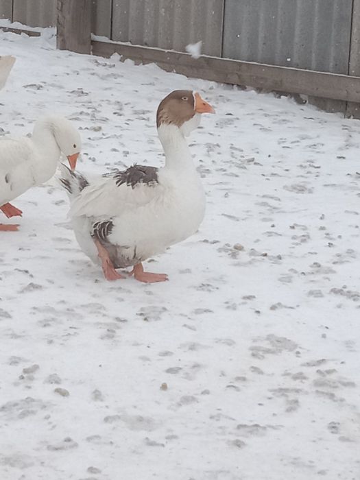 Продам семью гусей Холмогоров