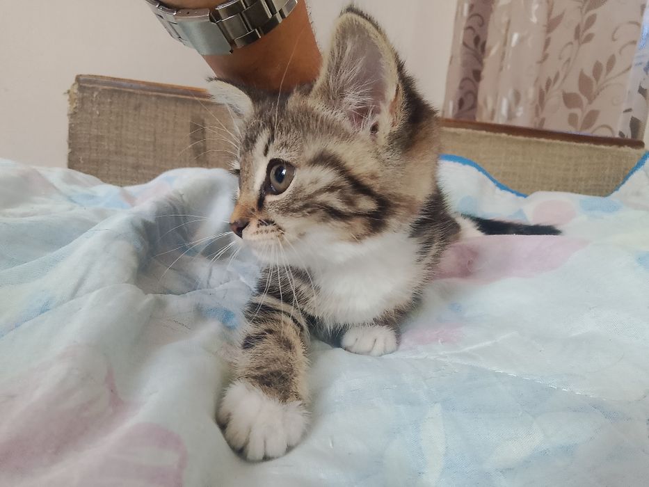Отдам даром.кошечка