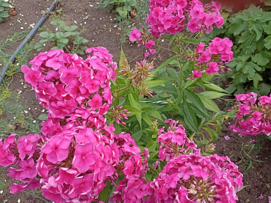 Продам цветы флоксы и ромашки