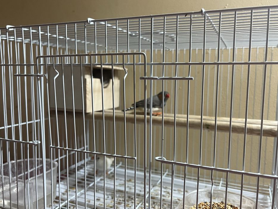 продается попугаи