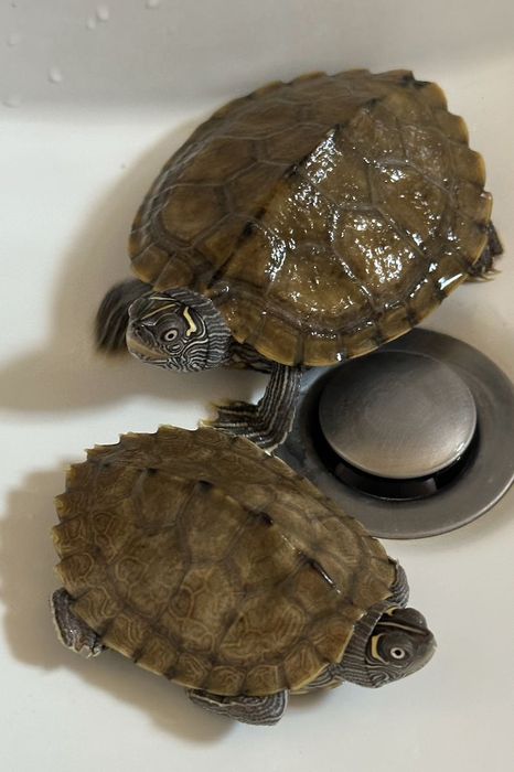Костенурки Graptemys pseudogeographica