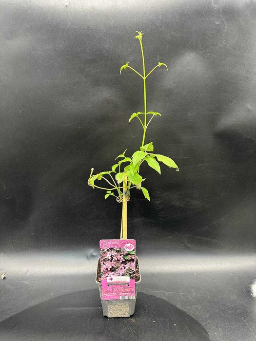 Клематисы обильноцветущие лианы