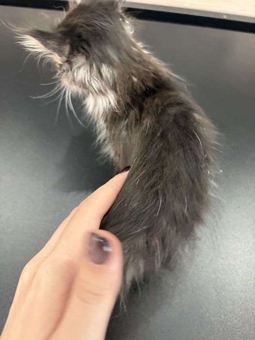 Котенка в хорошие руки