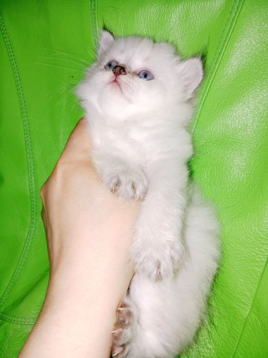 Котёнок Колор Поинт серебристый хайленд копия папа