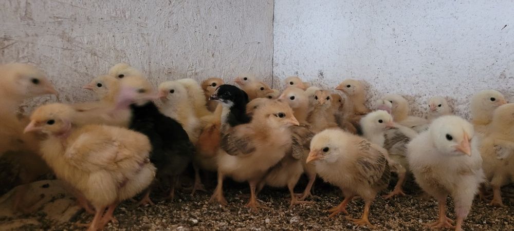 Pui de găină rasa mixtă