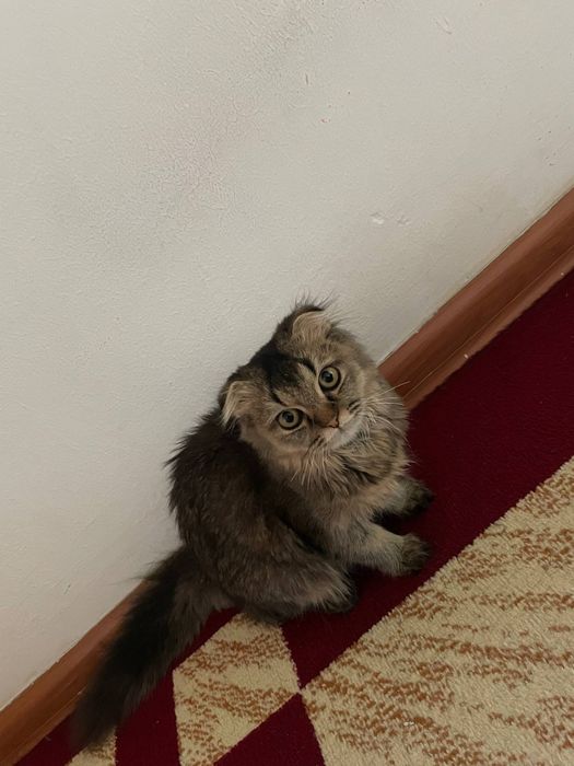 Скоттиш фолд мушуги сотилади