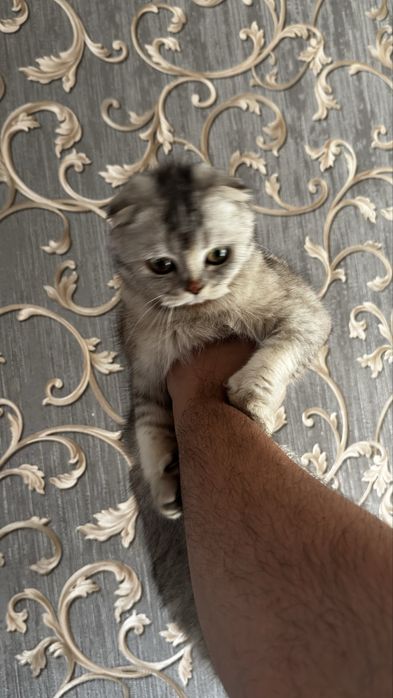 Шотландская вислоухая кошка срочно