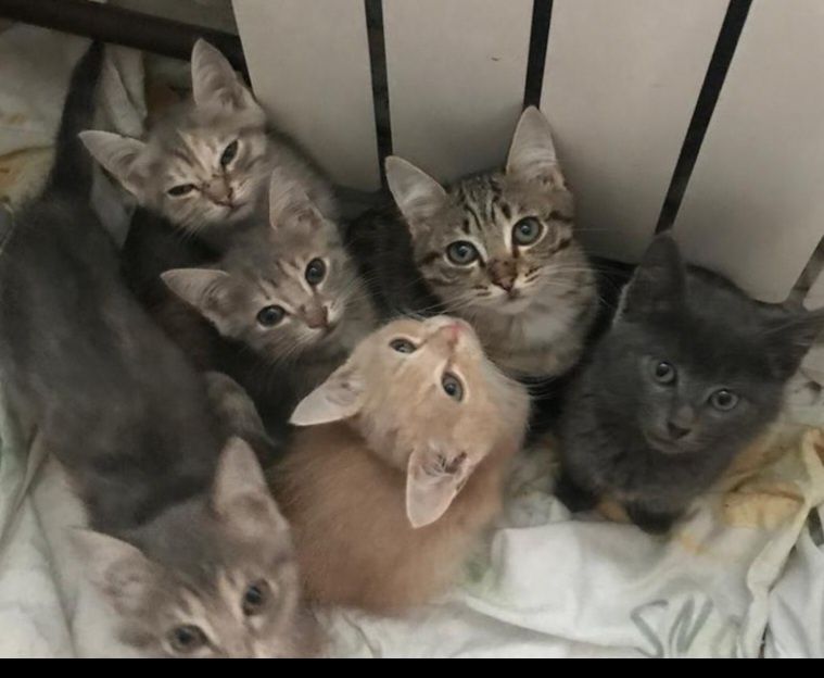 Отдам котят в добрые руки