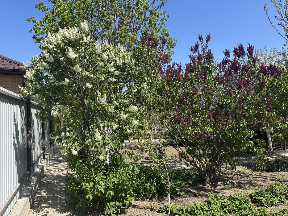 Продам Сирень.