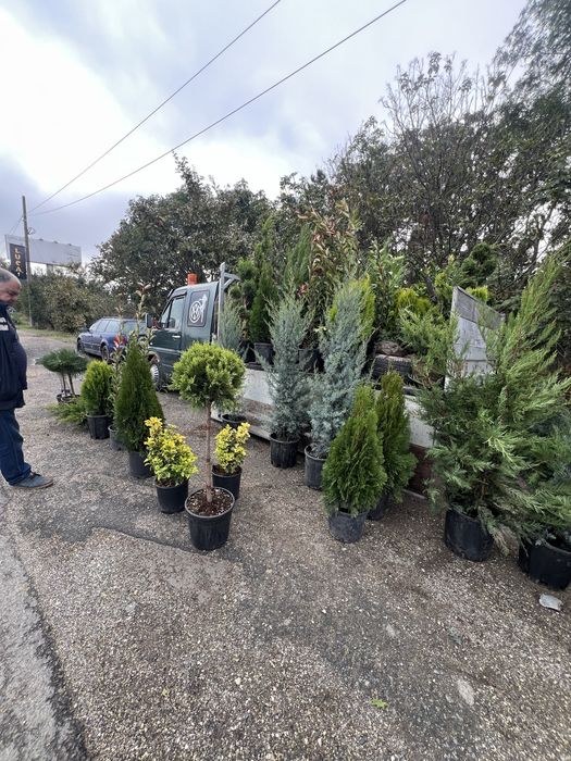 Mestecan alb ienupar leylandii photinia laur englezesc pret minim