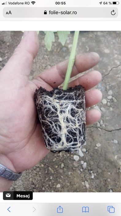 Rasad rosii / Rasaduri rosii profesionale