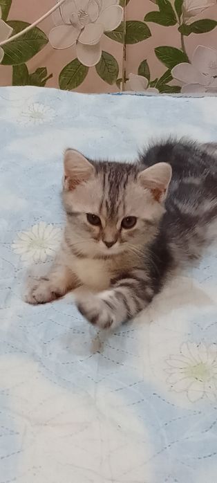 Шотландские котята