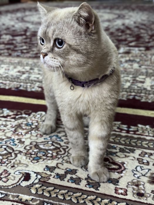 Vyazkaga qiz mushuklarni taklif etamiz