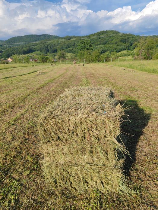 Vând baloți  de  lucerna