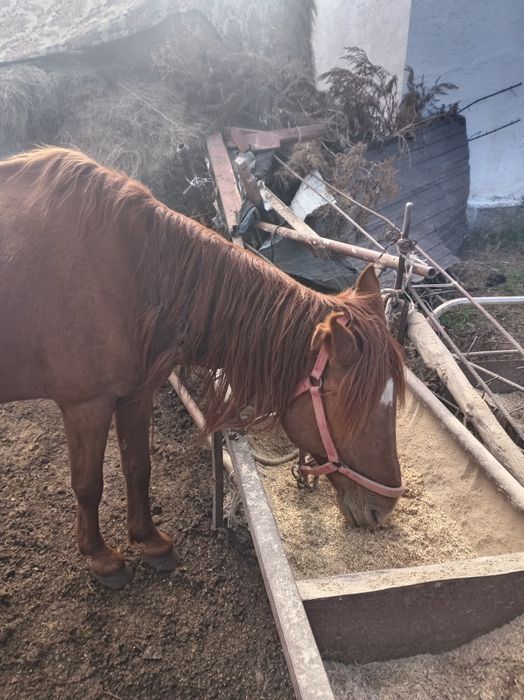 Семіз жемде тұрған ту биелер сатылады