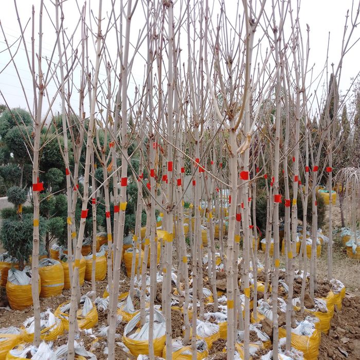 Kashtan kòchatlari sotiladi