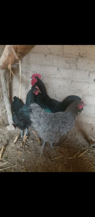 Джерский гигант сатылады