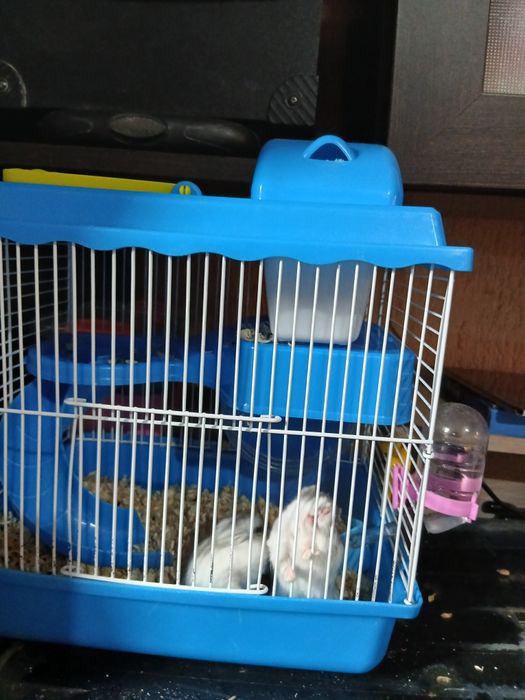 Хомяки с клеткой