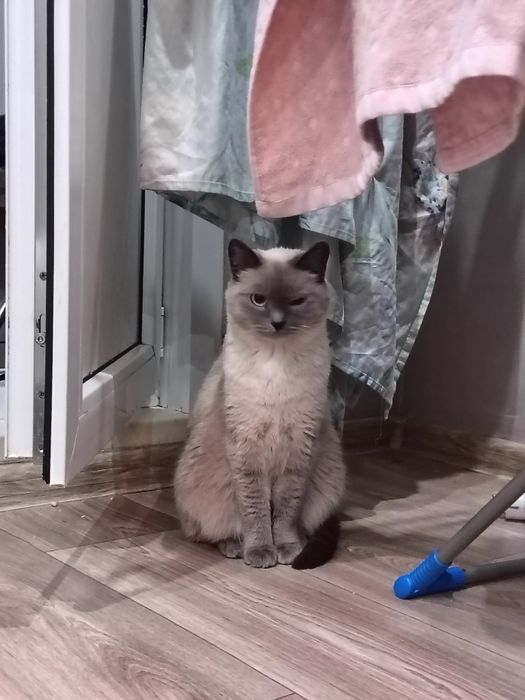 Кошечка в добрые руки