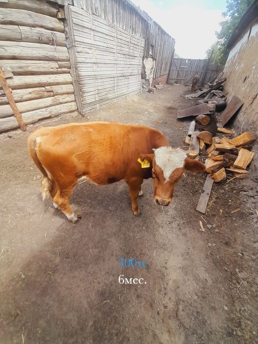 Продам телят''''