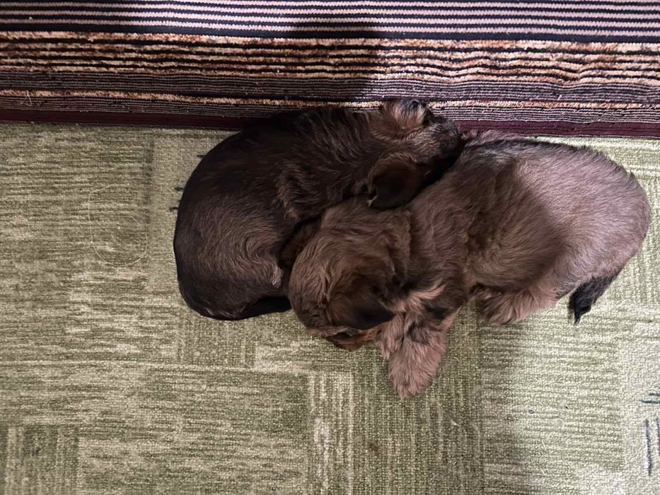 Йоркширски териер