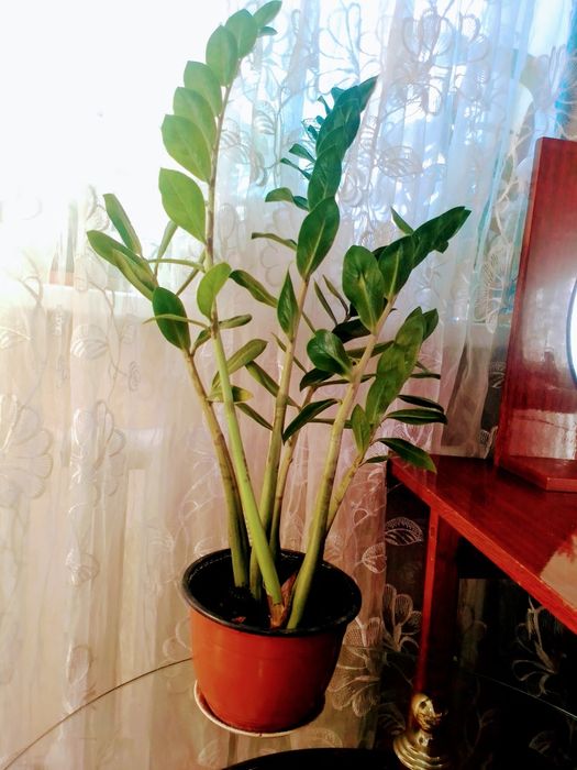 Продам замикулькас-долларовое дерево