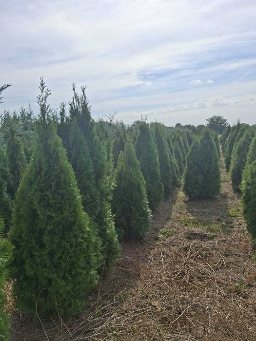 Tuia Smaragd (Thuja occidentalis) 140-170 cm