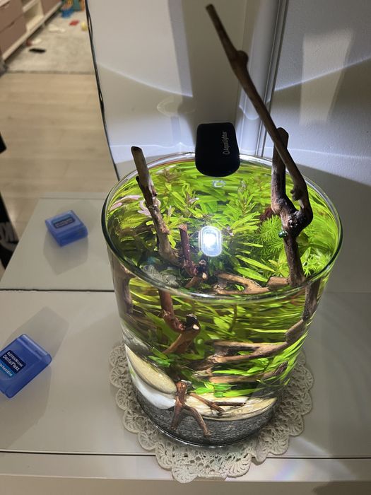 Acvariu/Vaza cu pesti Betta