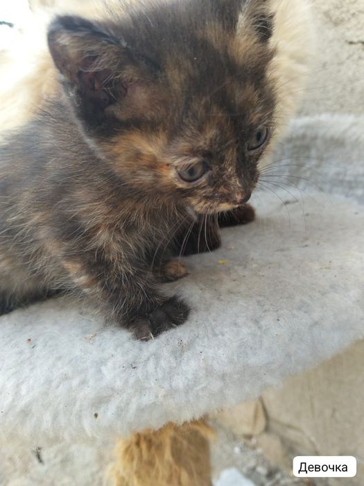 Котята ищут любящую семью