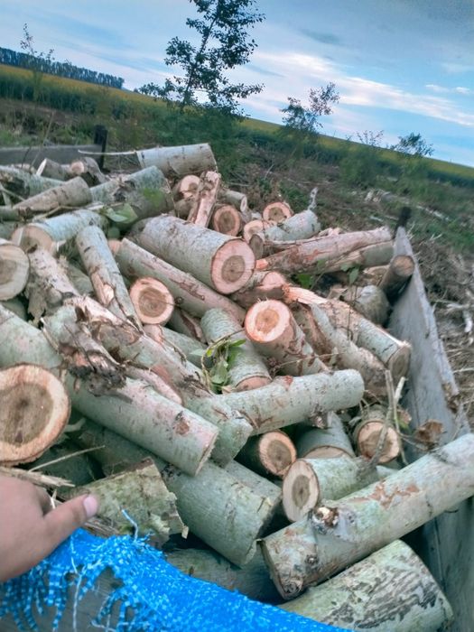 Дрова чурки тополь