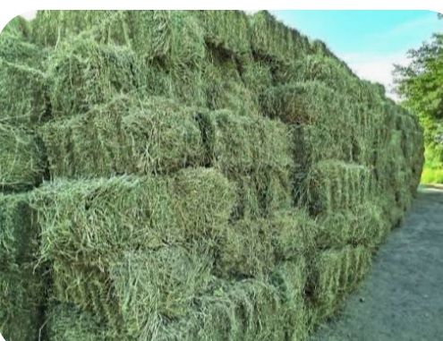 Беда пресс 40.000 сум