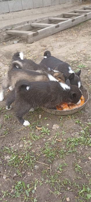 Продам лаек чистопородных