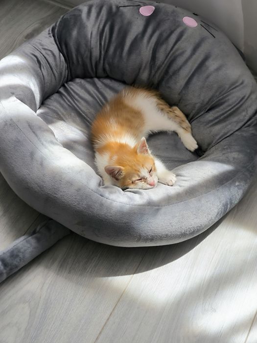 Подарявам женско  котенце