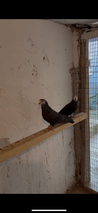 Белоголовые бакинцы