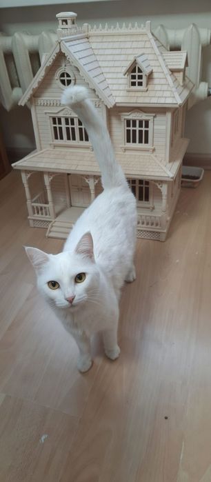 Xadiyaga beriladi Отдано в добрые руки