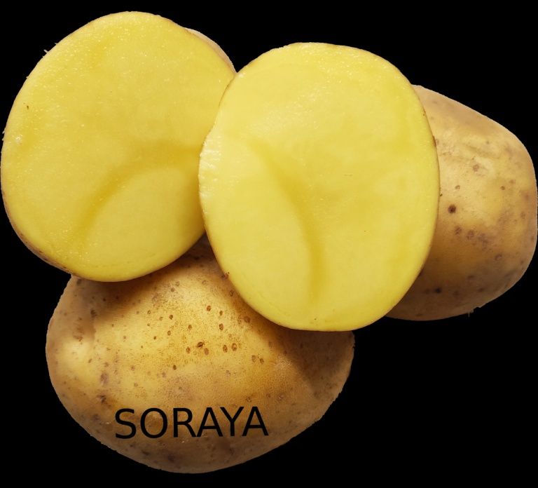 Семе Картофи СОРАЯ клас А
