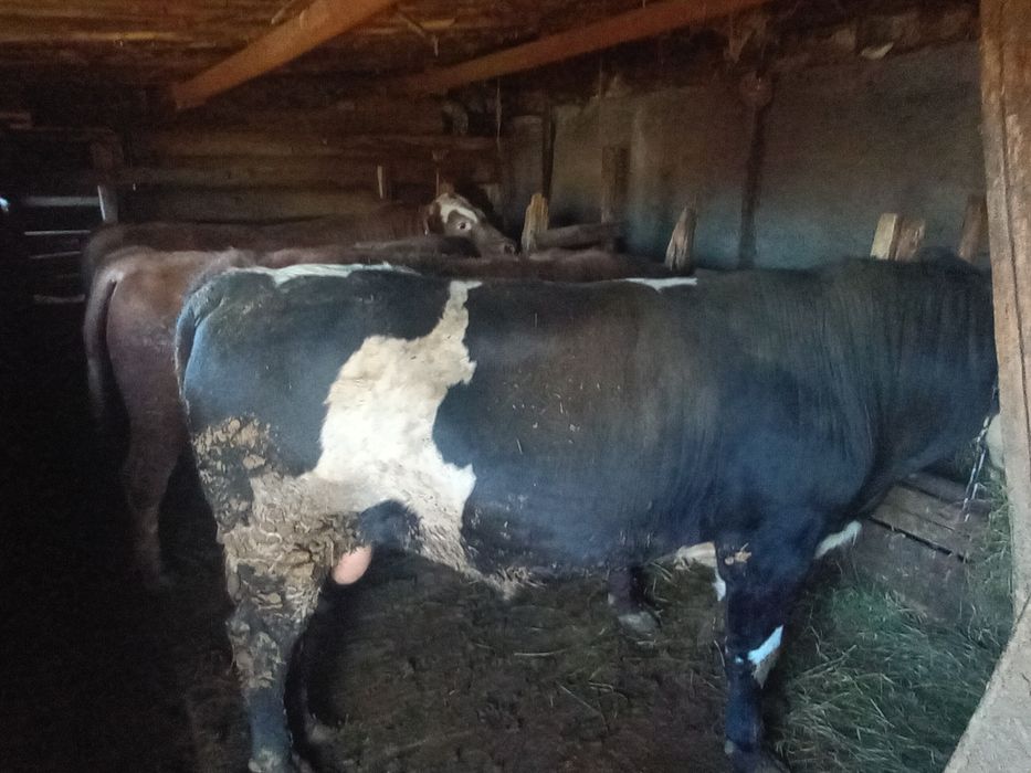 Бұқалар сатылады