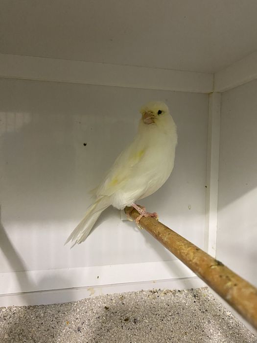 Canari de vanzare