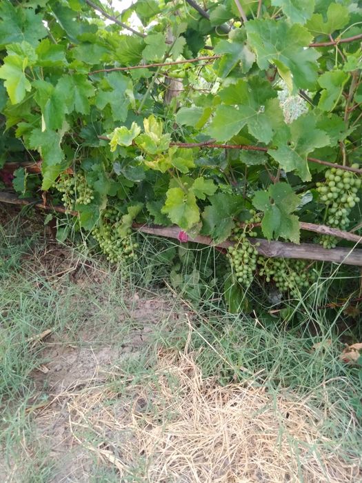 Дача в сабалаке возле трассы